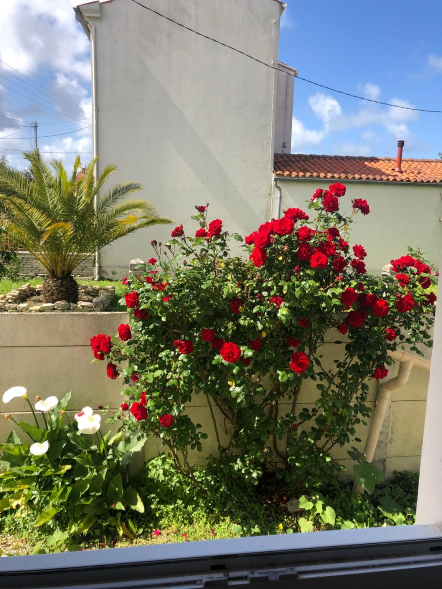 La Sirene Homestay